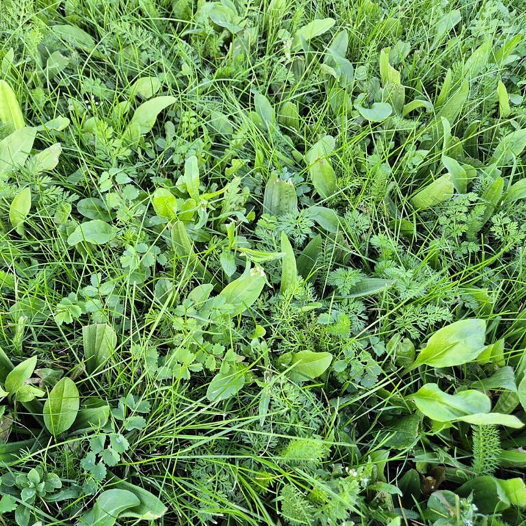 5060094341798 1 BioScapes Biodiverse Turf 1m2 roll 30 rolls.jpg